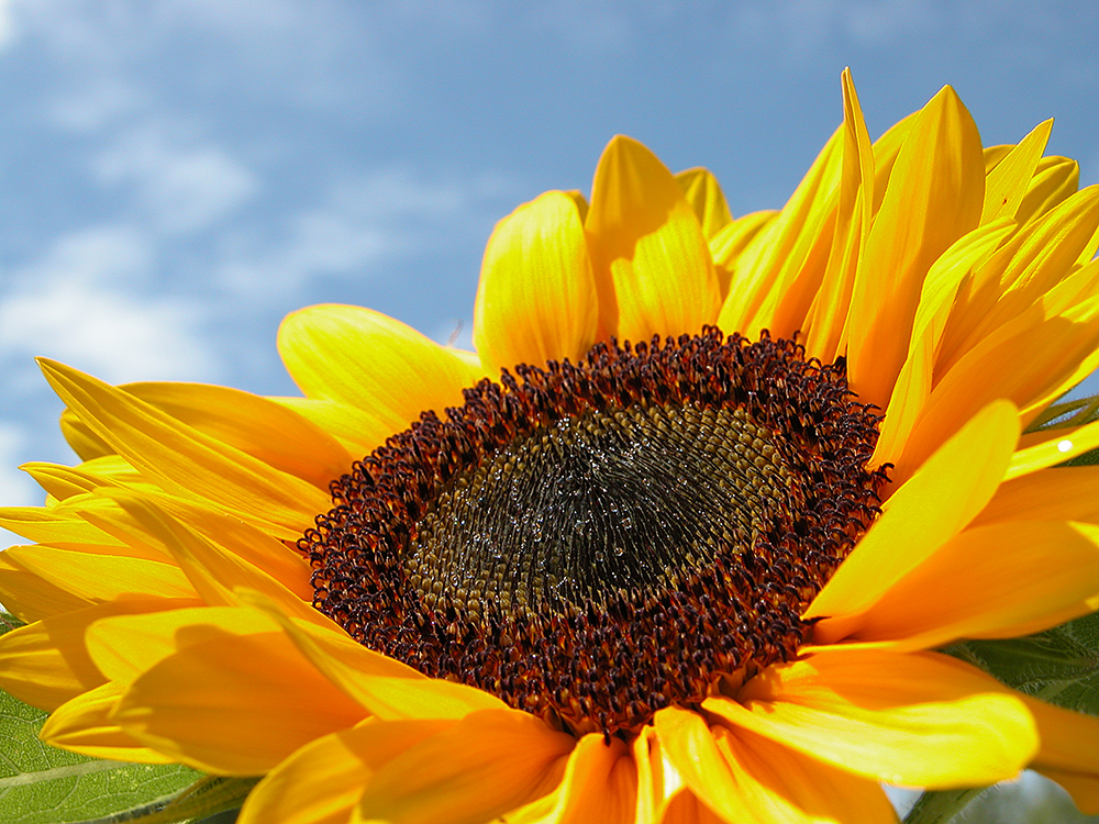 Sonnenblumen