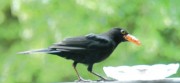 Haus-Amsel beim futtern