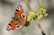 Schmetterling an einem sonnigen Sonntag