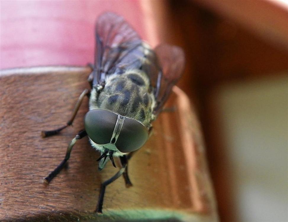 Insektenaugen