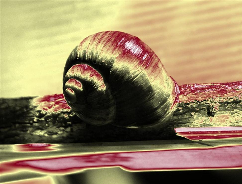 Schnecke