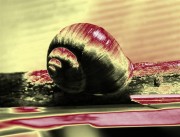 Schnecke