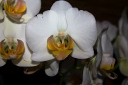 Orchidee in weiss