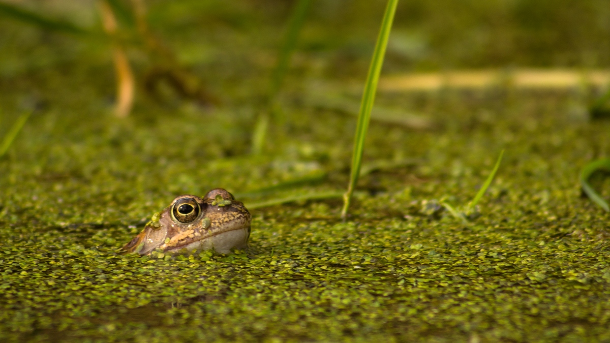 Da ist der Frosch!