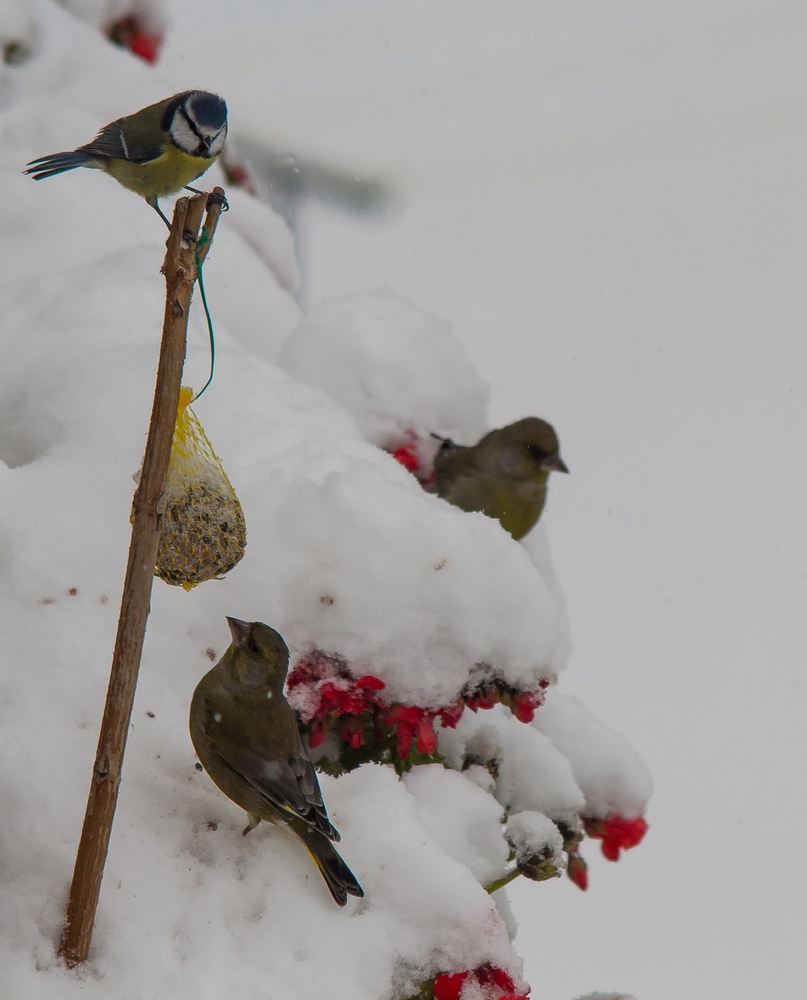 Winterftterung