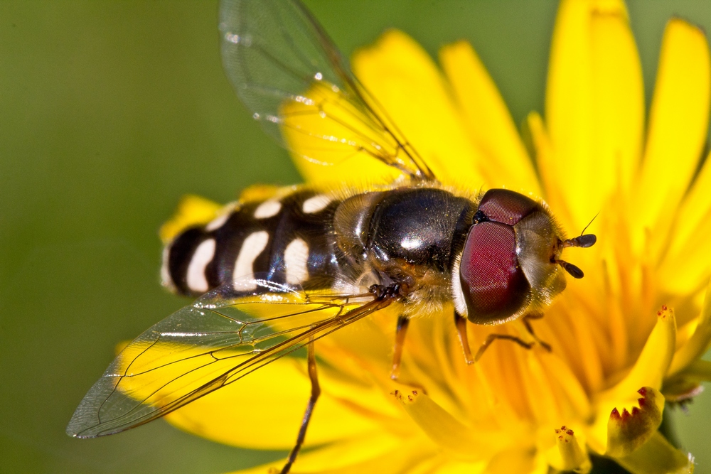 Tausend Augen