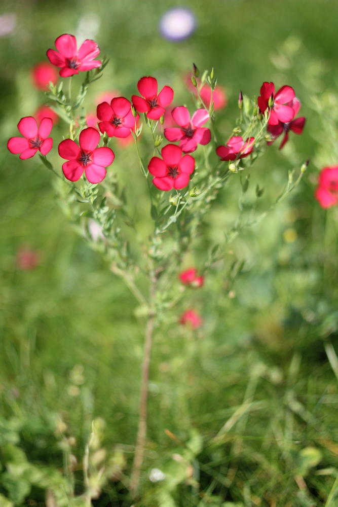 Roter Blumenstrau