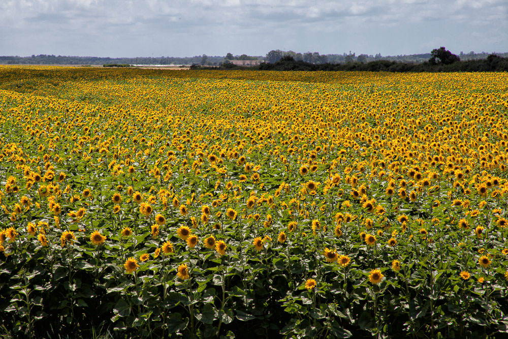 Sonnenblumen