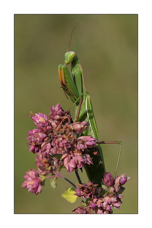 Mantis Religiosa