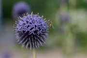 Distel mit Schwebfliege