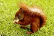 : schon wieder unser Squirrel