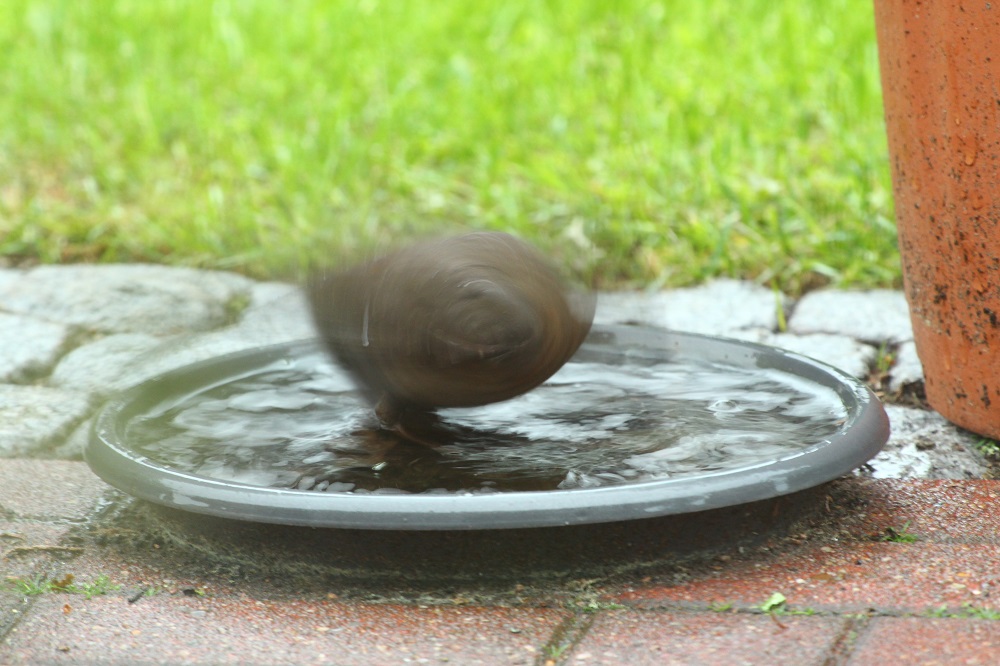 : Ball oder Sugetier oder Vogel??