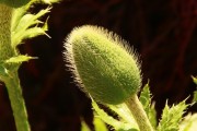 :  auf dem Wege zur Mohnblume