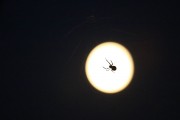 :  Spinne am Abend...