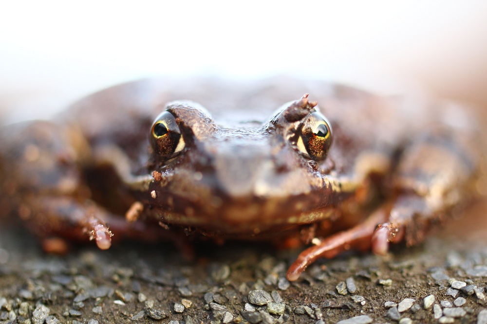 Hausfrosch in &quot;Augenhhe&quot;