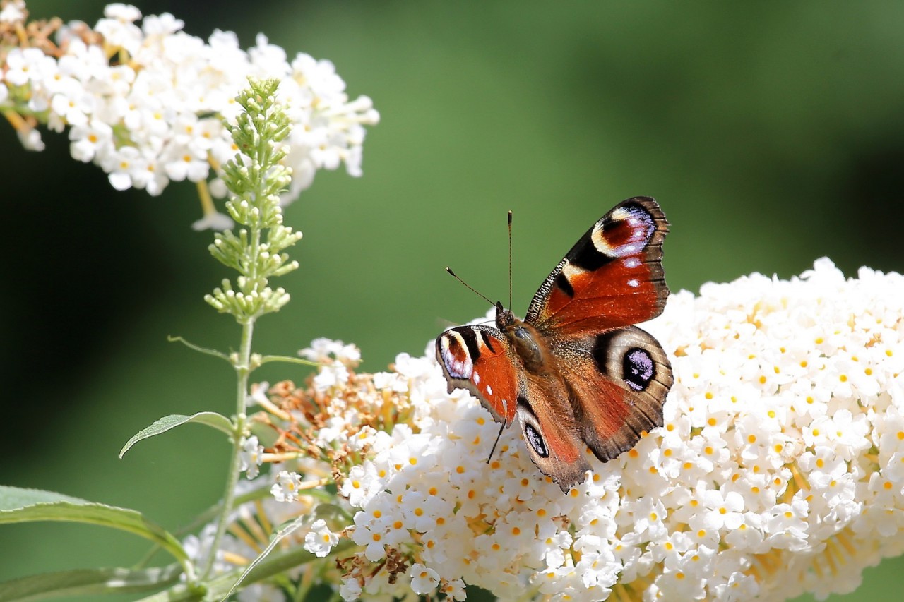 Botanischer Garten Hamburg