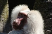 Hagenbeck 0712