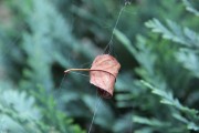 gefangenes Blatt