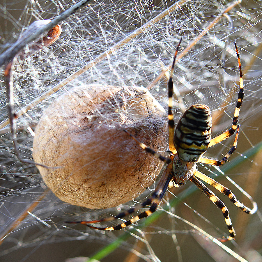 Das Haus der Zebraspinne  oder:  Du spinnst doch!