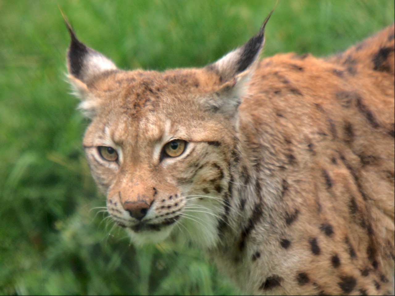 Luchs im Polarzoo Bardu in der Tromskommune bei den Samen.