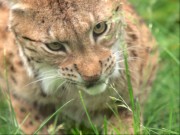 Luchs im Polarzoo Bardu in der Tromskommune bei den Samen.