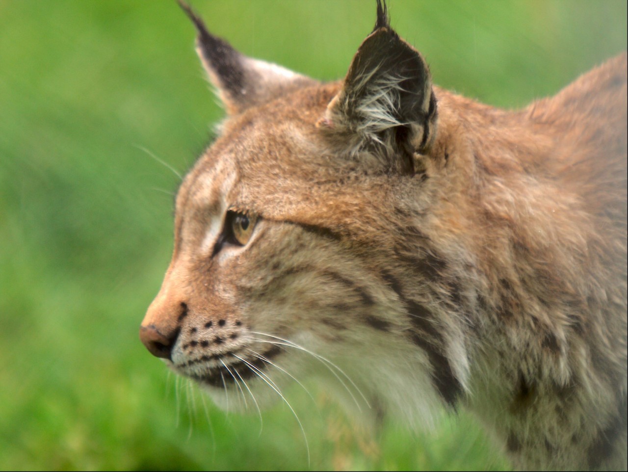 Luchs im Polarzoo Bardu in der Tromskommune bei den Samen.