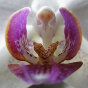 Orchidee