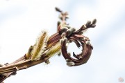 Verkrppelte Weidenktzchen