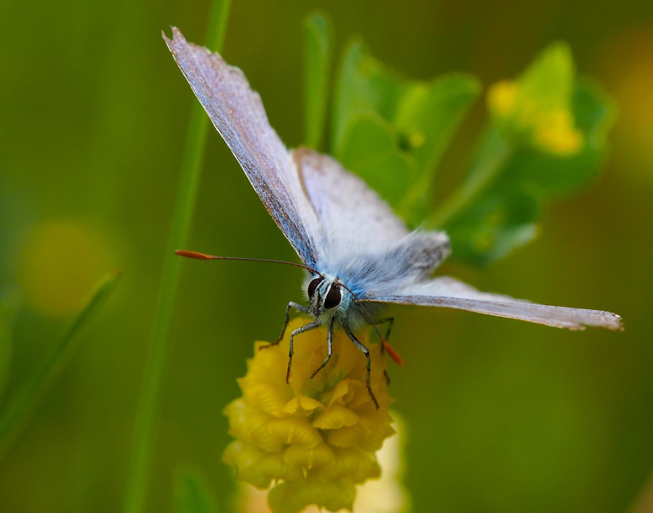 Bluling von vorn