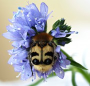 ist das eine junge Hummel?