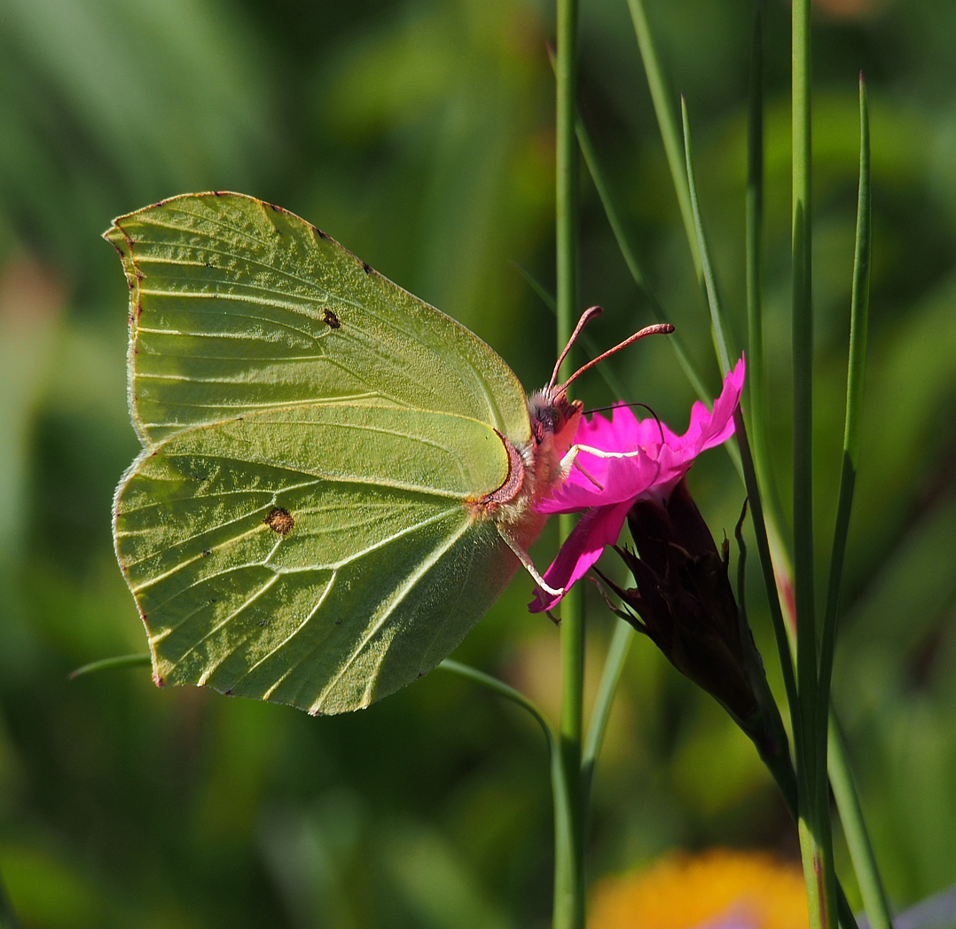 im Rennsteiggarten Oberhof I