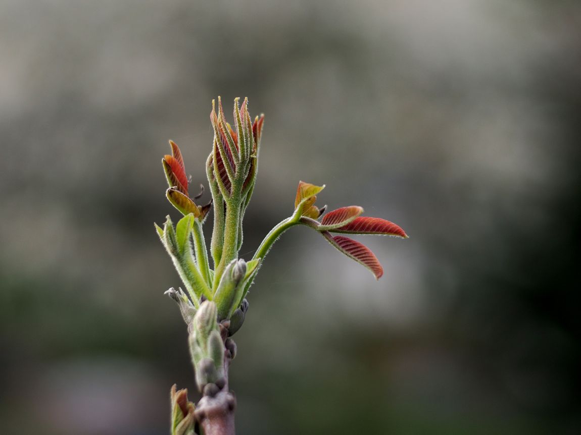 erste Triebe am Walnubaum