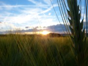 Sonnenuntergang im Feld