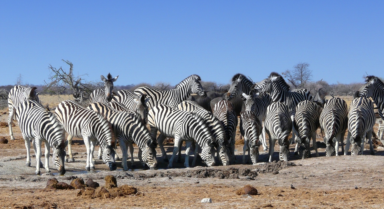 Steppenzebras am Wasserloch