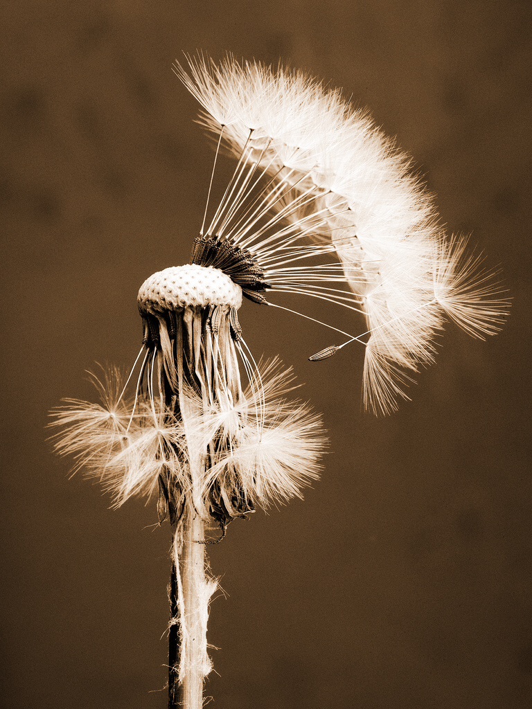 Pusteblume