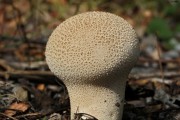 Mushroom