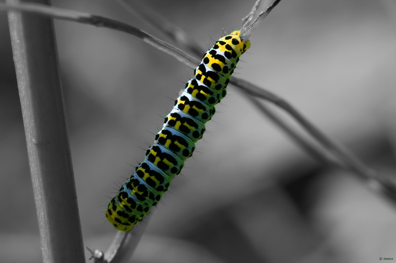 Catarpillar