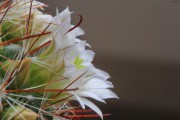Kleine Kaktusblte