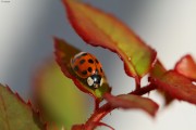 Ladybug