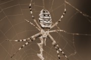 Sephia-Wesp-Spider