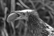 Young vulture