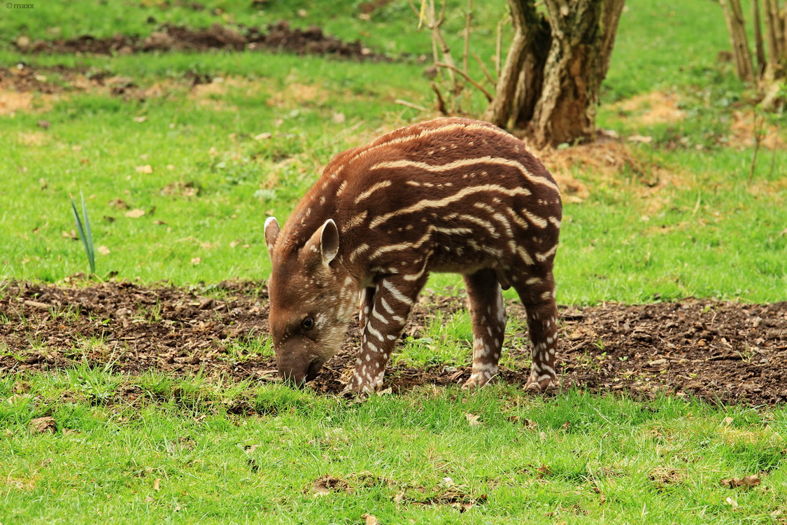 Jung-Tapir