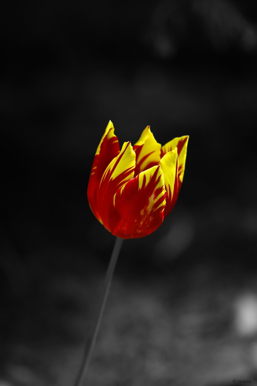 Tulip