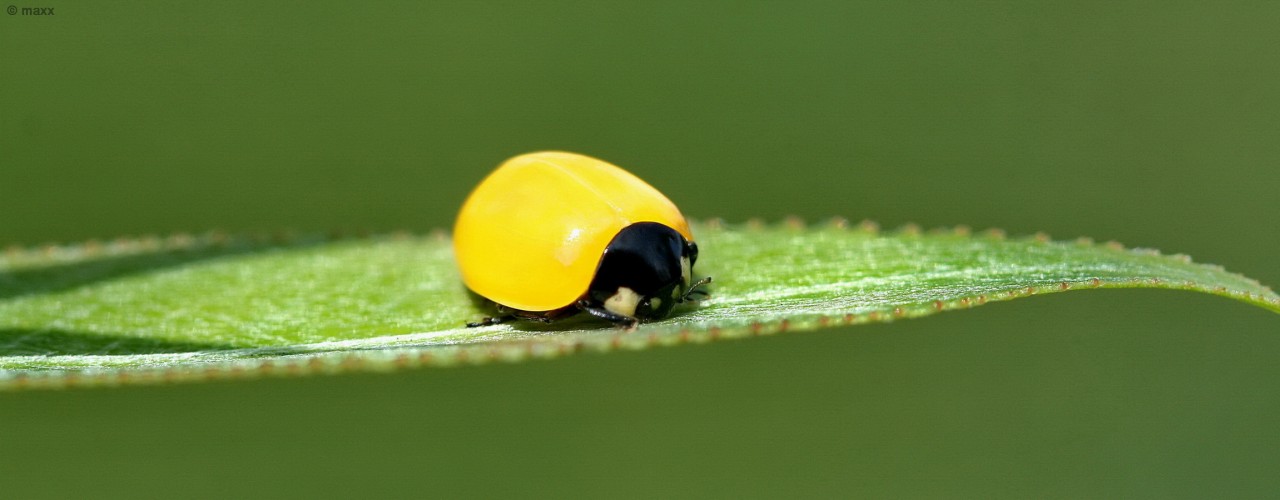 Yellow beetle