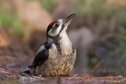 Buntspecht beim Baden