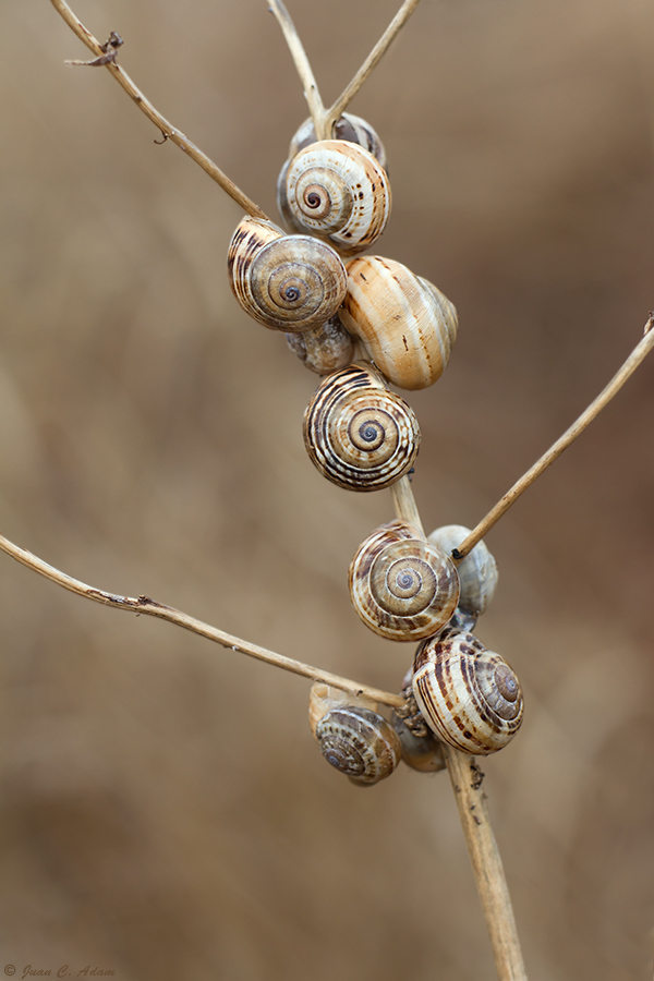 Schnecken