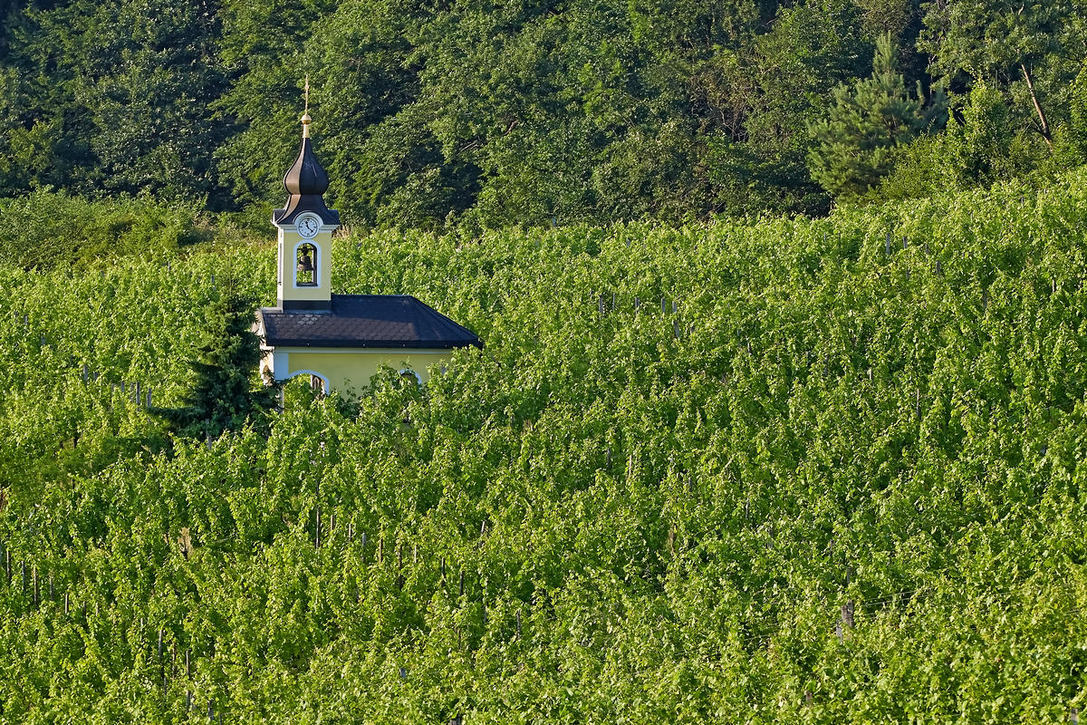 in vino veritas