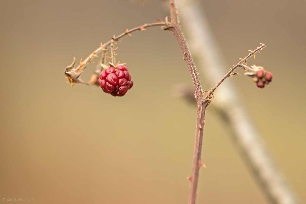 Brombeere im Dezember