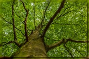 Canopy of Leaves