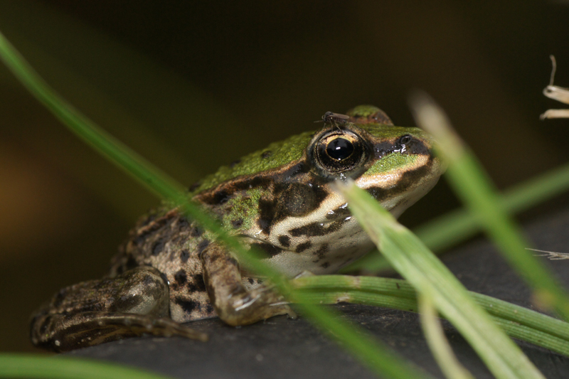 Frosch mit Mcke